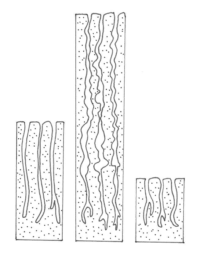 Endometrium